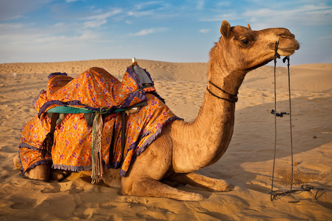 Camels of Rajasthan | Camel Population Declining | Breeds of Camel