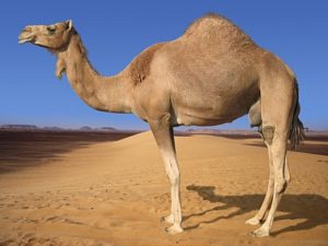 camel State Animal of Rajasthan