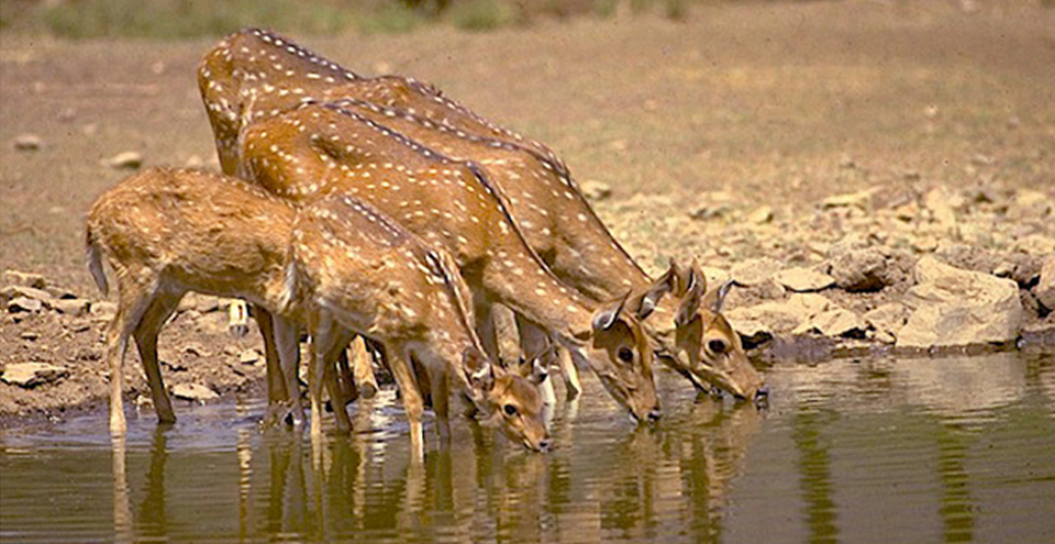 Wildlife Sanctuaries in Rajasthan