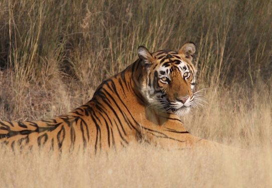 Wildlife of Rajasthan | Ranthambore | Tiger
