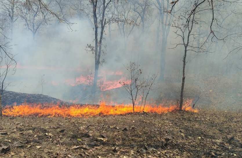 Image-Forest fires in Rajasthan
