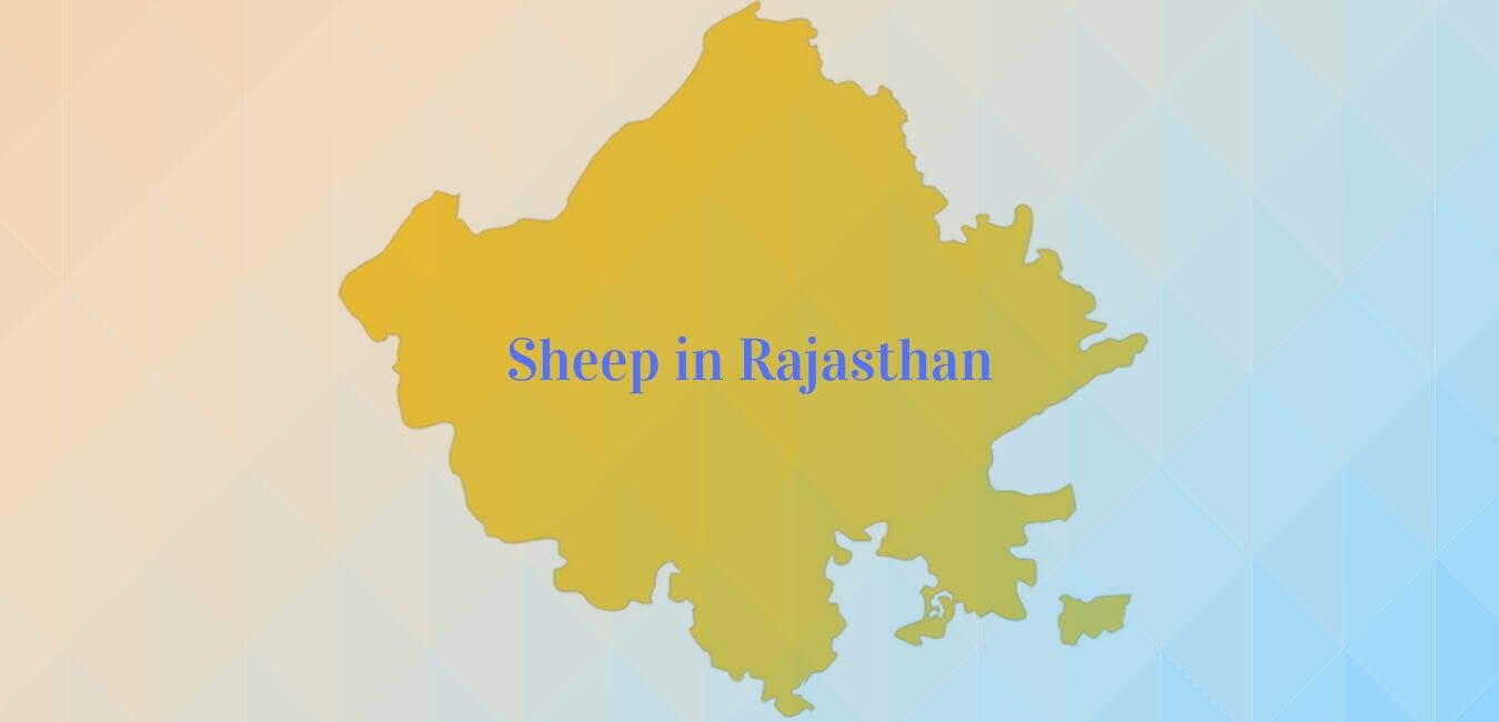 Population of Breeds of Sheep in Rajasthan