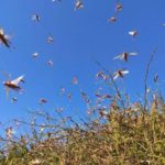 Locust Attack in Rajasthan in 2019 2020