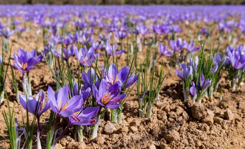Cultivation of Saffron and Heeng in India