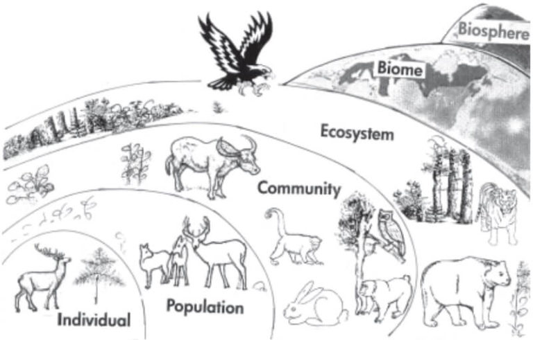 Ecosystem: Structure, Functions & Components - RajRAS | RAS Exam ...