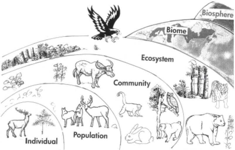 Five Levels Of Ecological Study Venn Diagram