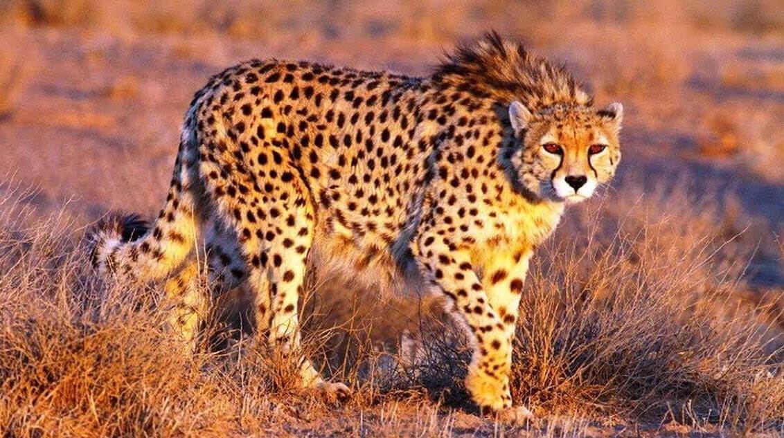 Asiatic Cheetah Introduction In Rajasthan 