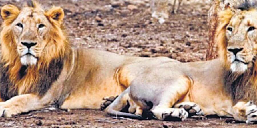 Rajasthan plans to introduce lions