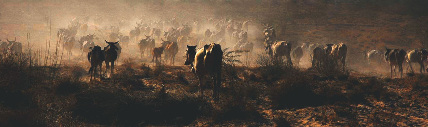 Barmer District in Rajasthan | City | Festivals & Fairs of Barmer