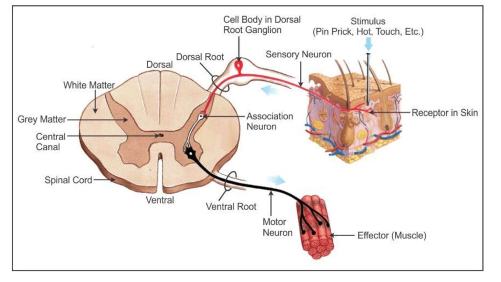 NEURAL CONTROL AND COORDINATION
