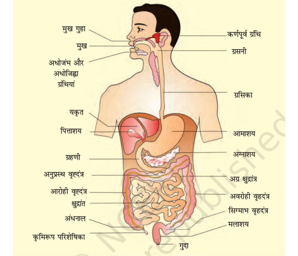 मानव में परिसंचरण और पाचन तंत्र