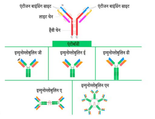 रक्त समूह संरचना व कार्य