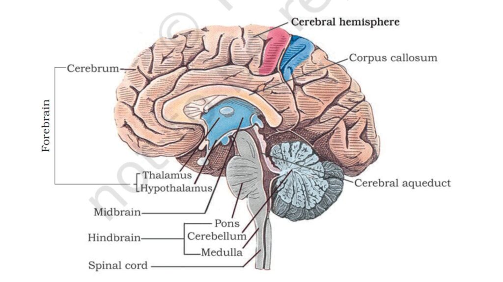 NEURAL CONTROL AND COORDINATION