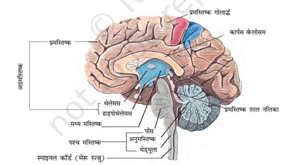 तंत्रिकीय नियंत्रण एवं समन्वय