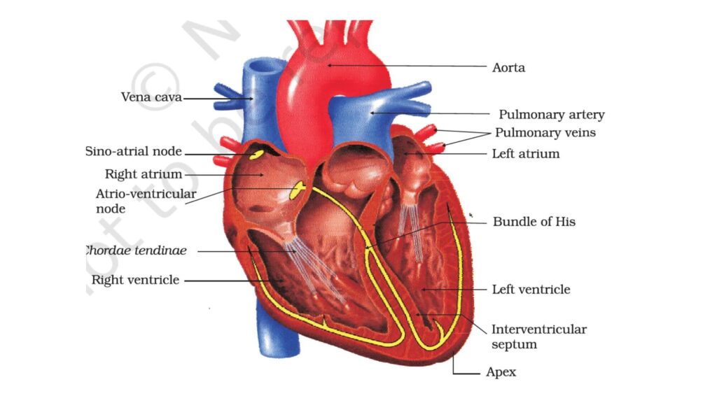 Circulatory and Digestive systems in Human being