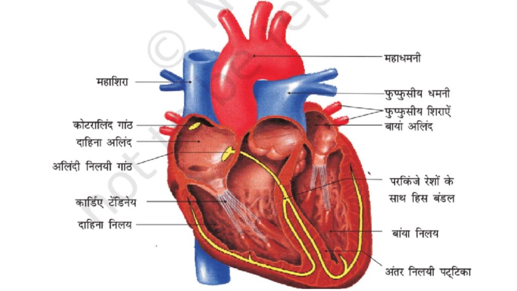 मानव में परिसंचरण और पाचन तंत्र