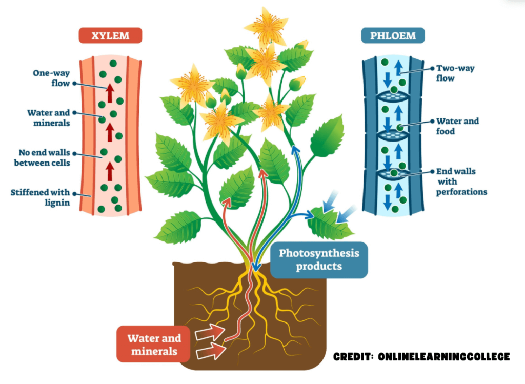 Plant Parts, Nutrition, Growth Regulators, and Reproduction