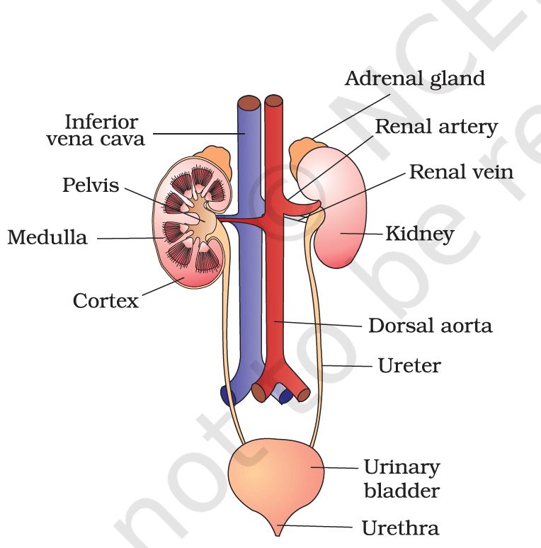 Excretory system
