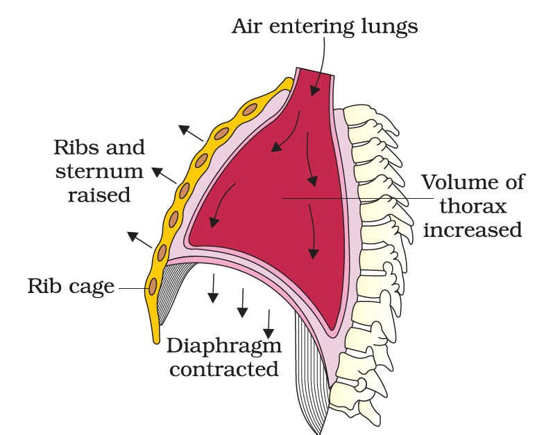 Respiratory system