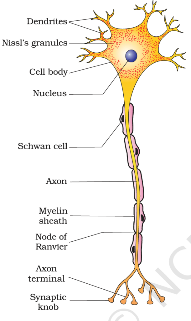 NEURAL CONTROL AND COORDINATION