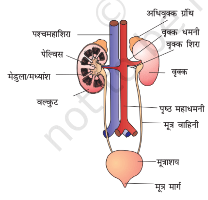 उत्सर्जन तंत्र
