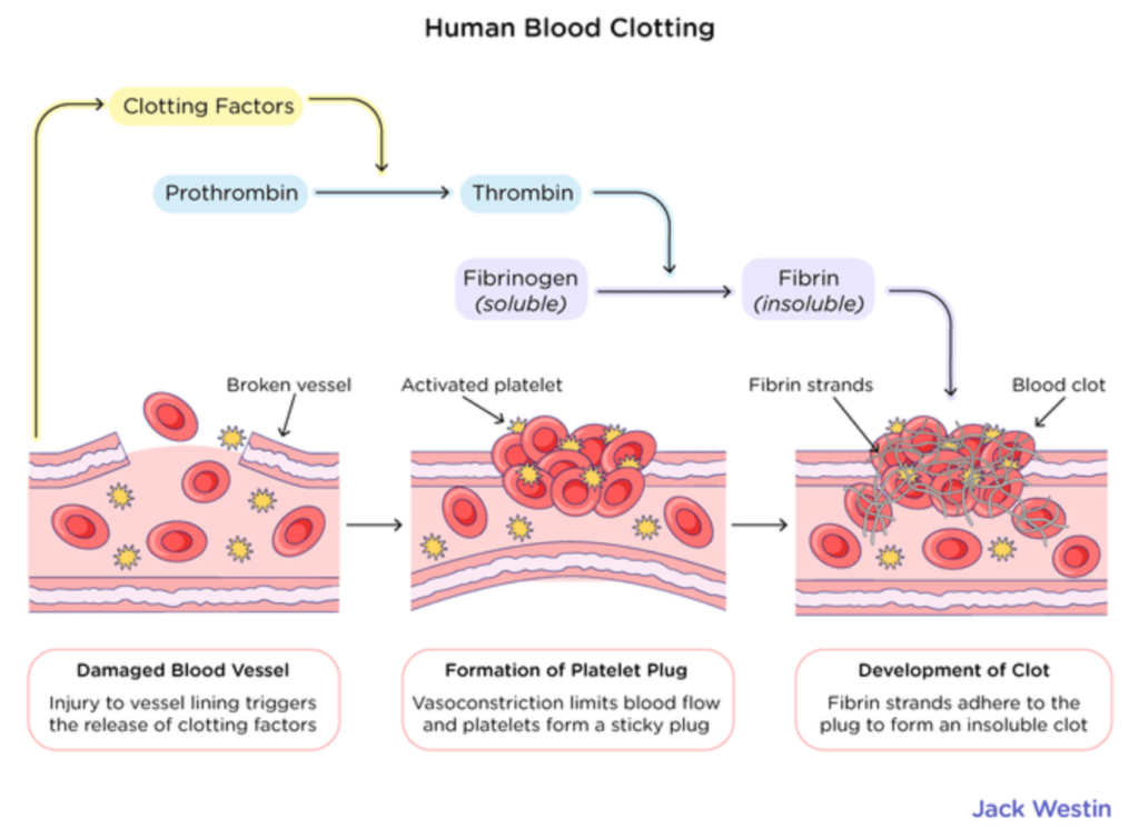 Blood groups Composition and Functions 