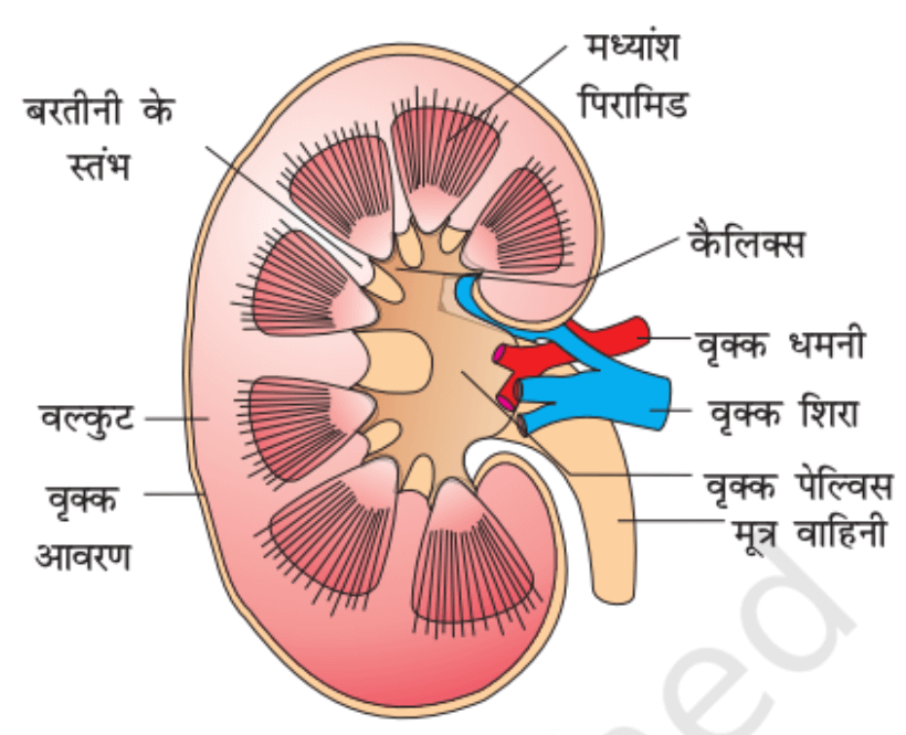 उत्सर्जन तंत्र