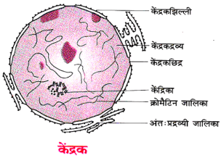 कोशिका