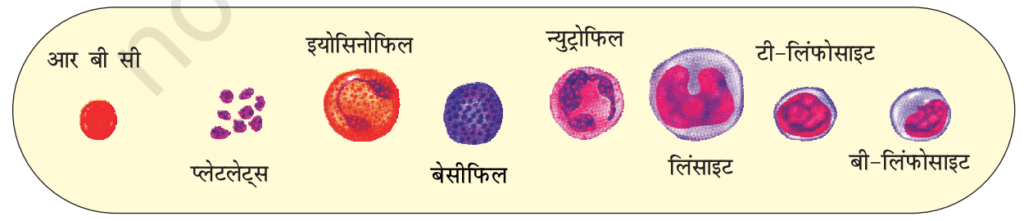 रक्त समूह रक्त की संरचना व कार्य