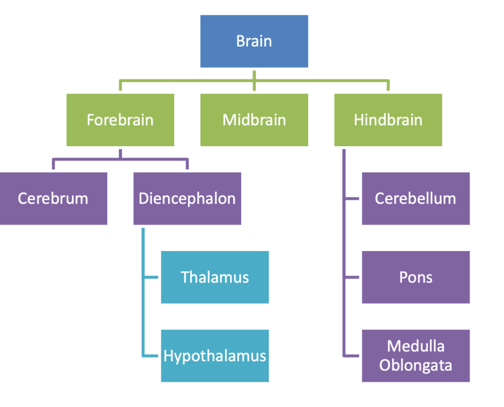 NEURAL CONTROL AND COORDINATION
