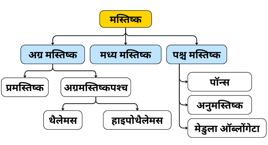 तंत्रिकीय नियंत्रण एवं समन्वय