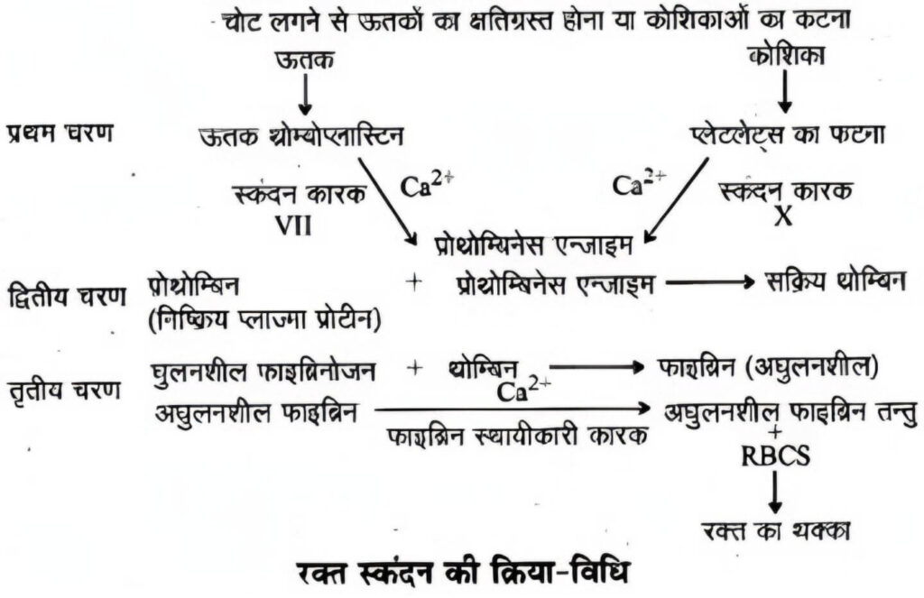 रक्त समूह संरचना व कार्य