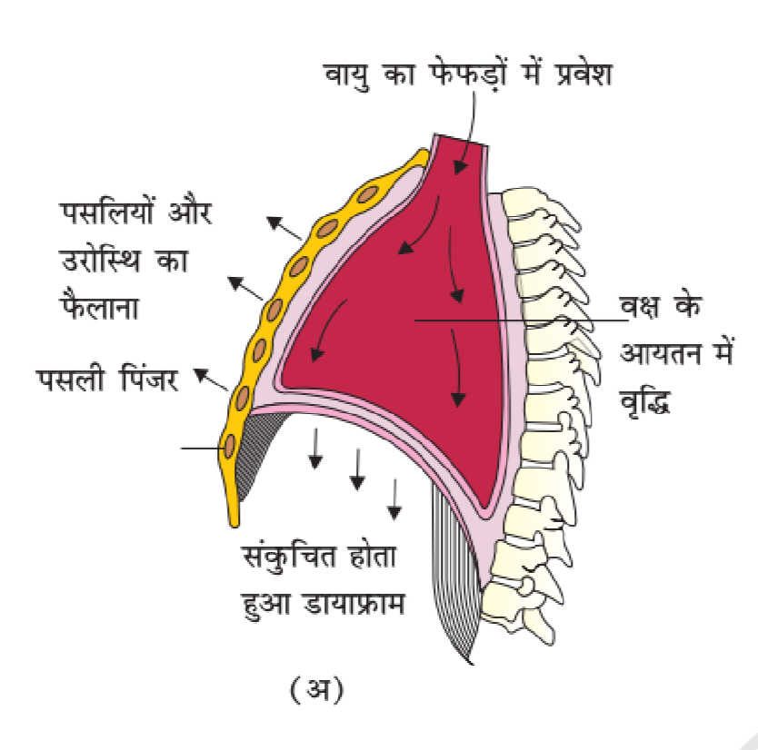श्वसन तंत्र