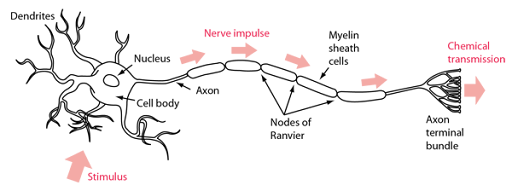 NEURAL CONTROL AND COORDINATION