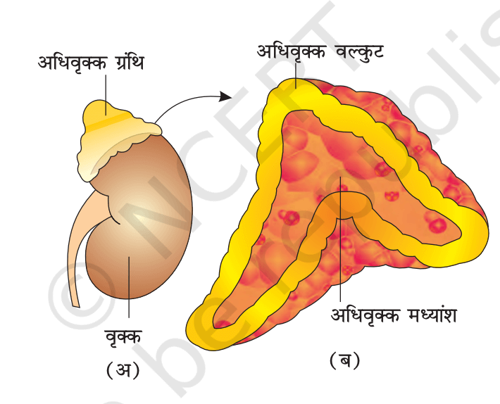 हार्मोन