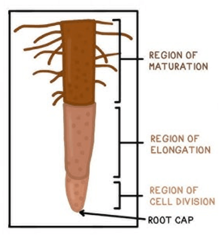 Plant Parts, Nutrition, Growth Regulators, and Reproduction