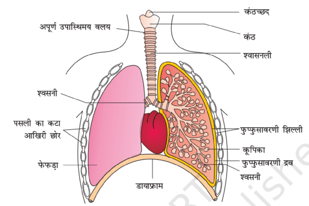 श्वसन तंत्र