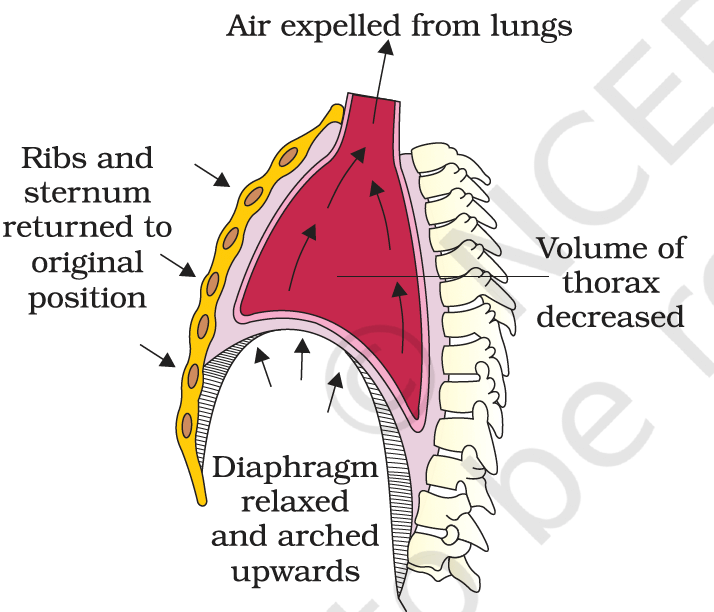 Respiratory system
