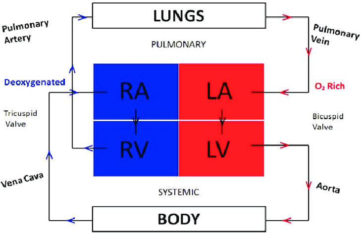 Circulatory and Digestive systems in Human being