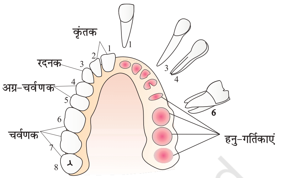 मानव में परिसंचरण और पाचन तंत्र