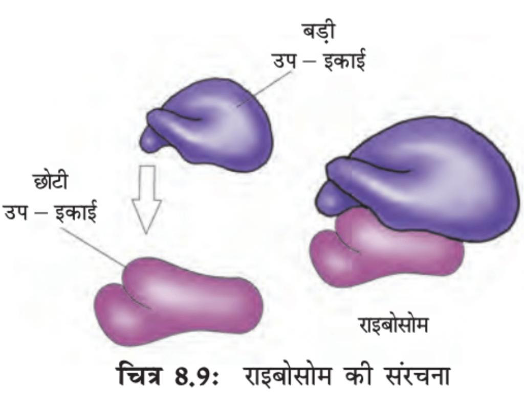 कोशिका