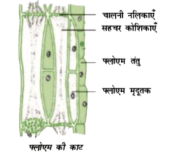 पादपों की संरचना पोषण वृद्धि नियंत्रक एवं प्रजनन