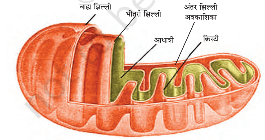 कोशिका