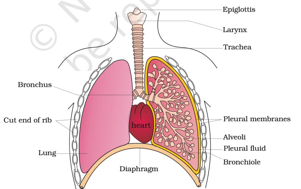 Respiratory system