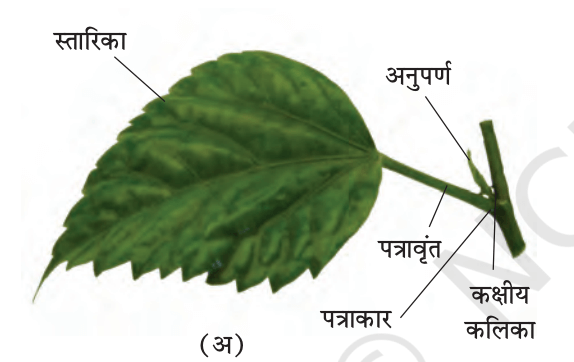 पादपों की संरचना पोषण वृद्धि नियंत्रक एवं प्रजनन
