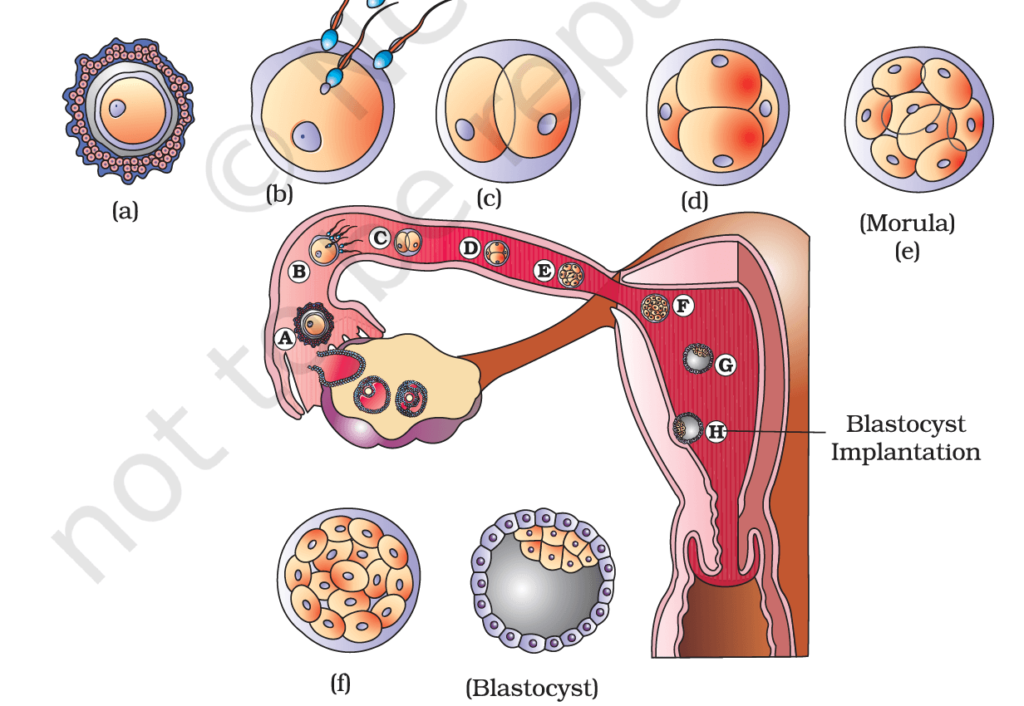 Human Reproductive System