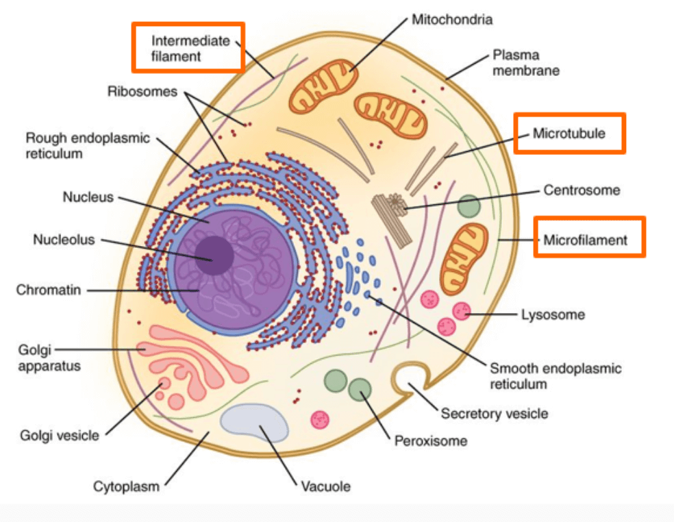 The Cell