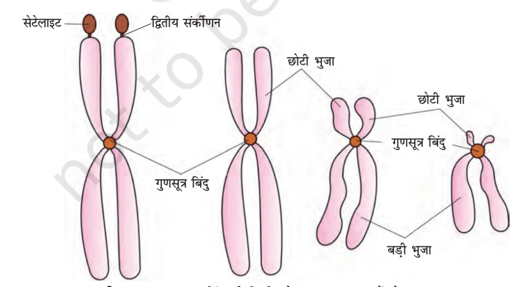 कोशिका