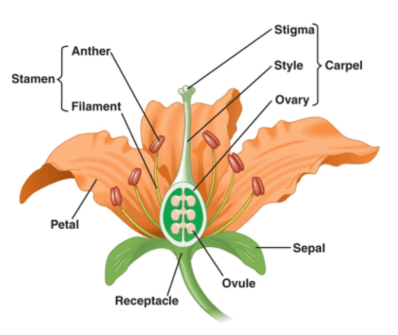 Plant Parts, Nutrition, Growth Regulators, and Reproduction