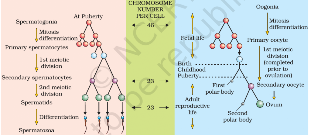 Human Reproductive System